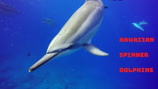 Hawaiian Spinner Dolphins Documentary [upl. by Atirrehs]