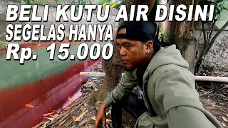 KUTU AIR PER GELASNYA 15 RB MURAH BANGET [upl. by Dola]