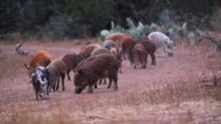 Experience Texas Hog Hunting [upl. by Gibson758]