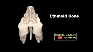 Osteology of Head amp Neck  Ethmoid Bone Anatomy mbbs education bds osteology [upl. by Cantlon]