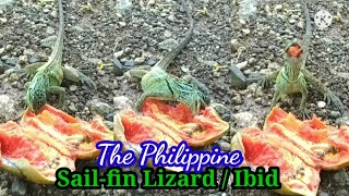 THE PHILIPPINE SAILFIN LIZARDIBID  Feeding my friend lizard with papaya😁😉 [upl. by Nangem]