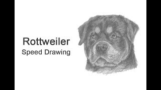 Rottweiler Dog Head Detail Timelapse  Speed Drawing [upl. by Eiblehs]