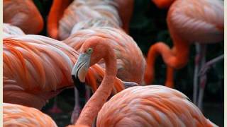 Pink Flamingos at the San Diego Zoo in HD [upl. by Annavaig439]