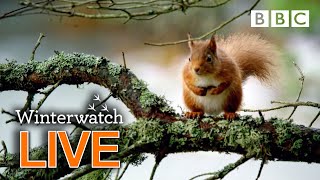 Cute wildlife cams UK 31 Jan 🦊❄️🐿  BBC Winterwatch [upl. by Ilan]