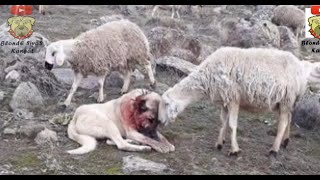 Kangal Dog Couldnt Protect Sheep Herd From Wolf Then Look What Happened Kangal Vs Kurt ilginç [upl. by Warfourd]