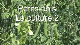 Petits pois 2 comment les cultiver LC VIDEO [upl. by Clint]