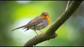 Relaxační hudba se zvukem přírody voda řeky ptáci  meditace [upl. by Hoffmann]