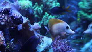 Yellow Scopas Tang just added to display tank  uncommon fish [upl. by Imat]