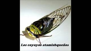 Los coyuyos Atamishqueños  Demo [upl. by Nosnek]