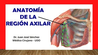 🥇 REGIÓN AXILAR  Fosa Axilar Anatomia Fácil y Sencilla [upl. by Stokes]