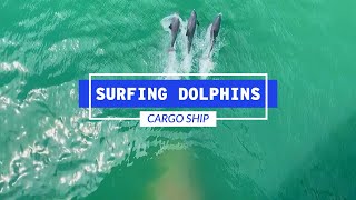 Dolphins Surfing The Bow Wave Of A Cargo Ship  Life At Sea [upl. by Thorrlow]