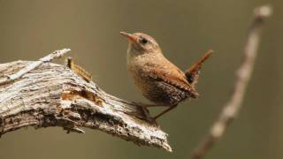 Winter Wren Portrait [upl. by Enylorac]