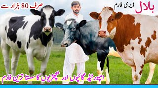 03076063847 Bilal Dairy And cattle Farm  Red Friesian Heifers and Hf Cows  Holstein Cows Pk Janwar [upl. by Patsy322]