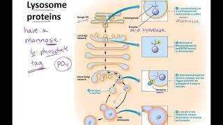 Endosomes to Lysosomes lecture [upl. by Krusche676]