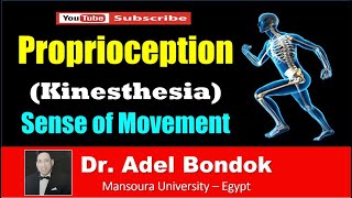 Pathway of Proprioception Kinesthesia Dr Adel Bondok [upl. by Adnopoz]