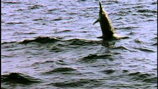 Ocean Acrobats The Spinner Dolphins [upl. by Pedrotti]