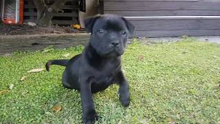 8 week old Staffy Puppy [upl. by Izak841]