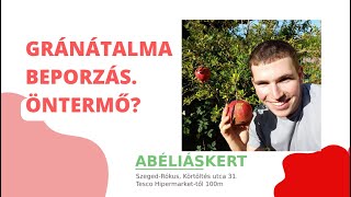 Termő gránátalma beporzás [upl. by Mirielle]