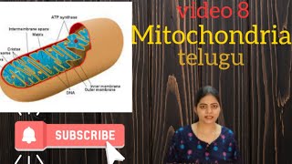 Mitochondria in telugu l Class 11 NCERT NEET Biology l [upl. by Theresa]