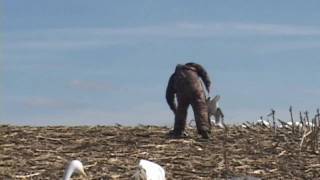 NW Missouri Spring Snow Goose Hunting with WWWShowMeSnowGeesecom [upl. by Campos]