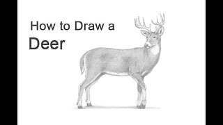 How to Draw a Deer WhiteTailed Deer [upl. by Cutcliffe]