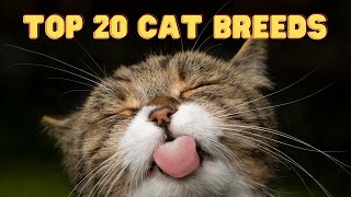 Top 20 Cat Breeds  A List of the Most Popular Cat Breeds [upl. by Kinzer467]