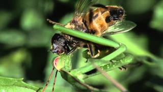 Praying Mantis eats fly alive [upl. by Adnorahc]