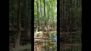 Congaree National Park South Carolina [upl. by Ailliw]