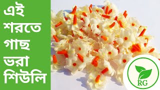 সামান্য পরিচর্যায় প্রচুর শিউলি ফুলের রহস্য  How to Bloom Shiuli  One Year Update  RAJ Gardens [upl. by Seta]