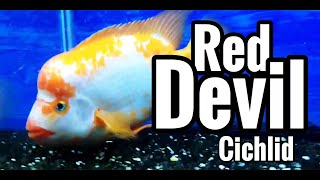 Red Devil Cichlid Care  Species Profile [upl. by Shalne]