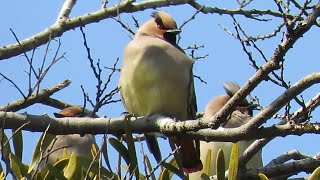 ヒレンジャク、タゲリ、オオタカ他 秋ヶ瀬の野鳥 20210221 [upl. by Yenruogis]