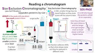 Interpreting amp working with protein chromatography chromatograms  wpractical look on an AKTA [upl. by Deering]