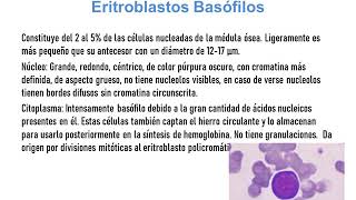 Hematopoyesis 4A LC M [upl. by Mcnair]