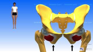Muscles pelvitrochantériens [upl. by Wynne780]