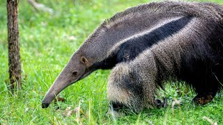 Büyük Karıncayiyen  Giant Anteater [upl. by Winnifred]