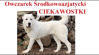 OWCZAREK ŚRODKOWOAZJATYCKI  CIEKAWOSTKI [upl. by Neelcaj]