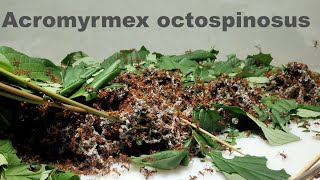 Blattschneiderameisen  Acromyrmex Octospinosus  UPDATE 7 [upl. by Wyne621]