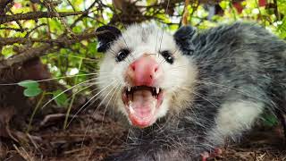 Top 7 Amazing Opossum Facts [upl. by Wincer]