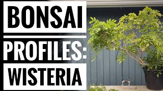 Bonsai Profiles Wisteria [upl. by Ahtibat]