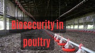 biosecurity in poultry what is biosecurity in poultry [upl. by Llednew]