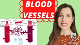 BLOOD VESSELS A level biology Comparing the structure and function of each blood vessel [upl. by Omero]