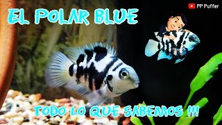 El Ciclido Polar Blue [upl. by Ayerdna]