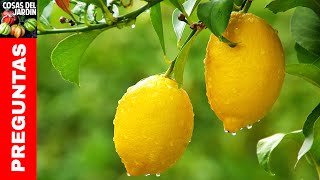 Top 10 preguntas sobre limoneros Regar Podar Fertilizar Caida de frutos Cuidados Invierno Mace [upl. by Ielerol]