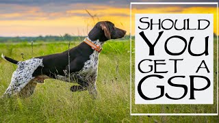 5 Things To Consider When Getting A German Shorthaired Pointer [upl. by Allrud52]