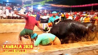 MIYAR KAMBALA 2020 Traditional Sports Karnataka [upl. by Lochner]