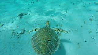 Tiami Sail Turtles and Beach Bridgetown Barbados [upl. by Ahsemak]