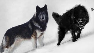 These 10 Dogs Look Really Like Wolves [upl. by Aenert931]