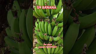 G9 kela  G9 Banana Natural Farming [upl. by Othelia]