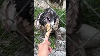 quotThe eagle eats bones that are so bigquot animals [upl. by Yrtneg]