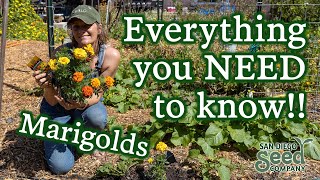 Marigold Flowers 101 Planting Care amp Harvesting for These Beautiful Beneficial Pollinators [upl. by Yeltnerb]